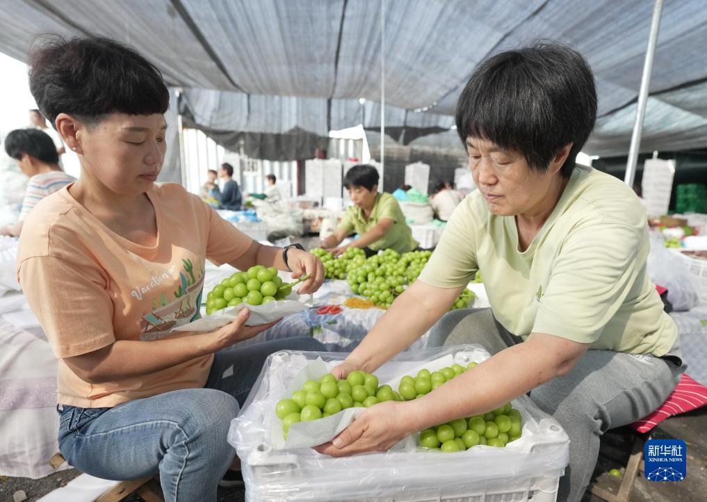 阿拉斗牛官网下载